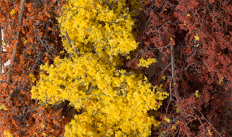 FALL MIX FINE LEAF FOLIAGE